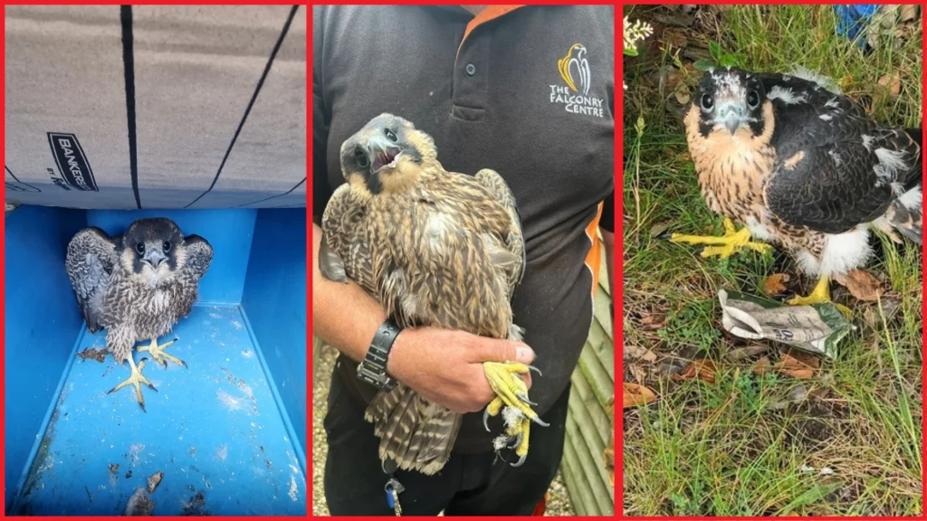 Falcons 