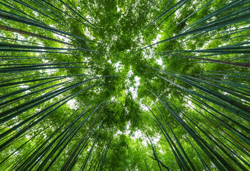 Looking up from the forest floor into a dense bamboo grove, with tall green bamboo stalks arching inward from all sides toward a bright canopy of vibrant green leaves.