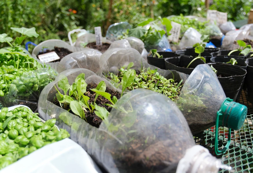 Young vegetable seedlings growing in reused plastic bottles and containers in an outdoor garden, demonstrating sustainable planting and plastic reuse.